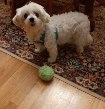 Auto-Movement Anti-Anxiety Active Moving Sphere